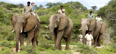 Elephant-Back Safari