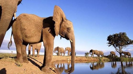 Elephants at Lake