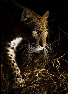 Leopard At Night