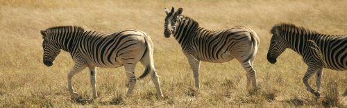 Zebras on New Blog